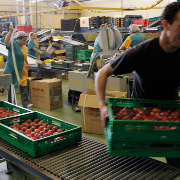 empleados recolección hueso cataluña