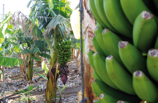 Plátano de Canarias