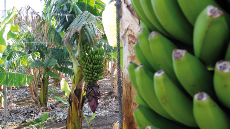 producción plátano de Canarias