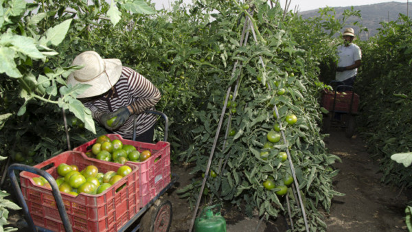 Hortoventas Llano Fresh Trade tomate