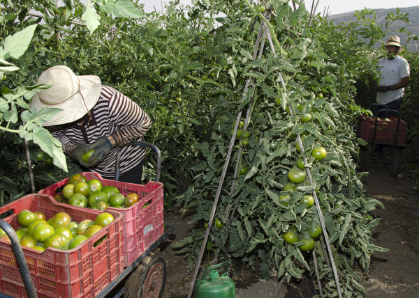 Hortoventas Llano Fresh Trade tomate