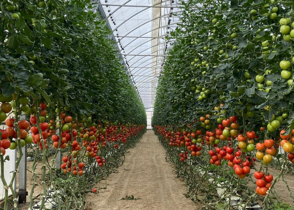 Rusia tomate Argelia