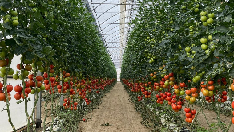 Rusia tomate Argelia
