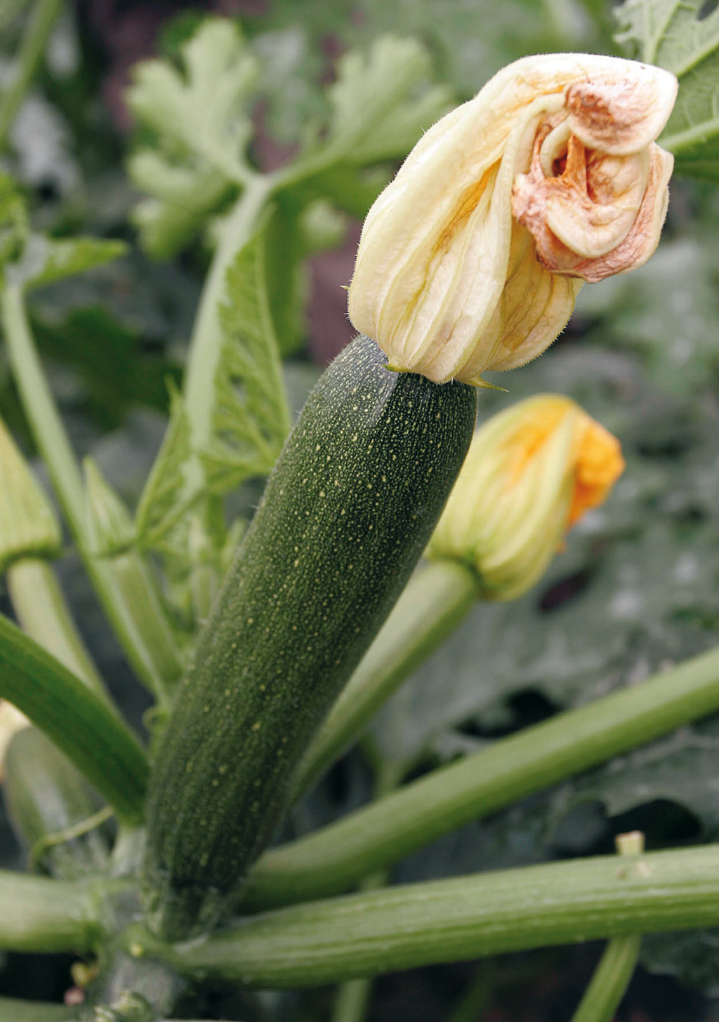 calabacín berenjena ecológicos