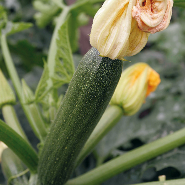 calabacín berenjena ecológicos
