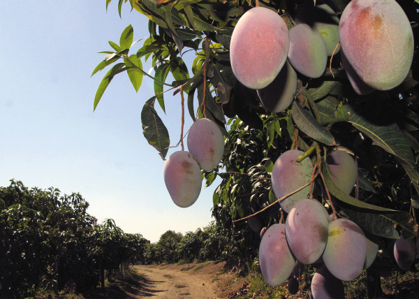 precio mango