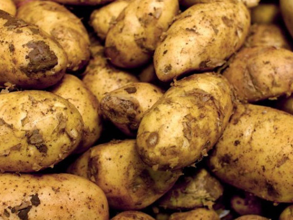 superficie patata