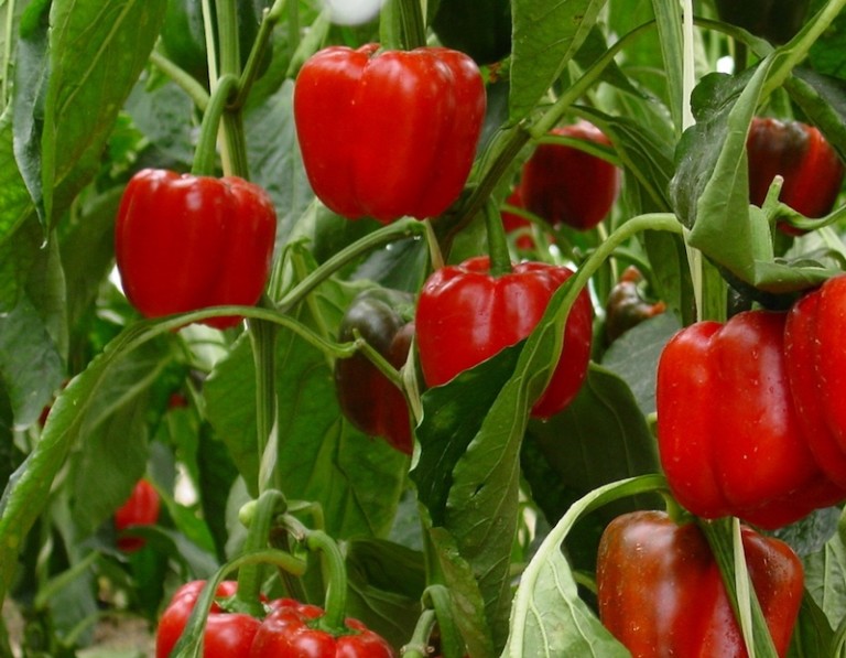 pimiento Estados Unidos