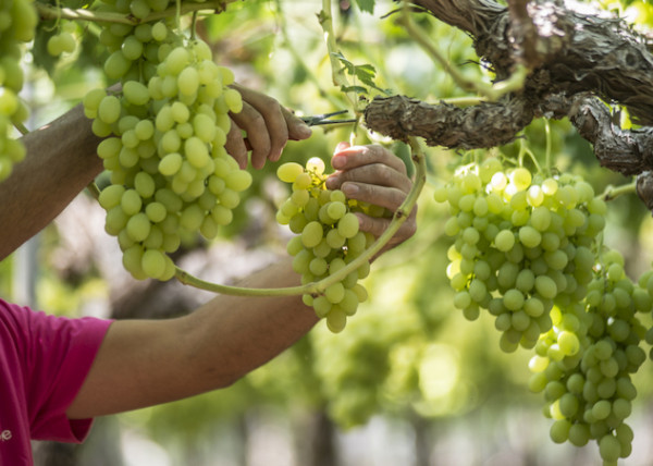 uvas Nochevieja