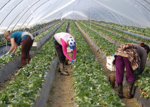 Europa fresa de Huelva