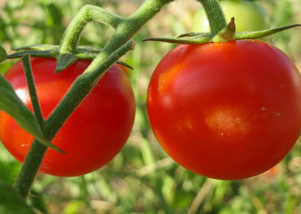 Syngenta Minecto tomate