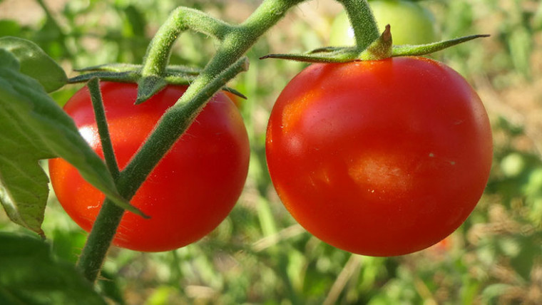Marruecos superficie tomate