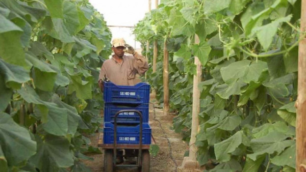 convenio del campo Almería
