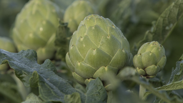 Aldi Suiza alcachofa