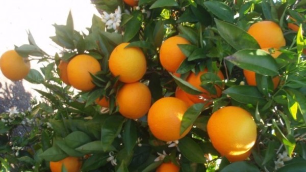 AVA Asaja cítricos rebaja modulos IRPF