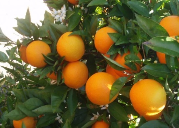 AVA Asaja cítricos rebaja modulos IRPF