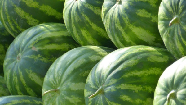 sandías Marruecos pesticidas