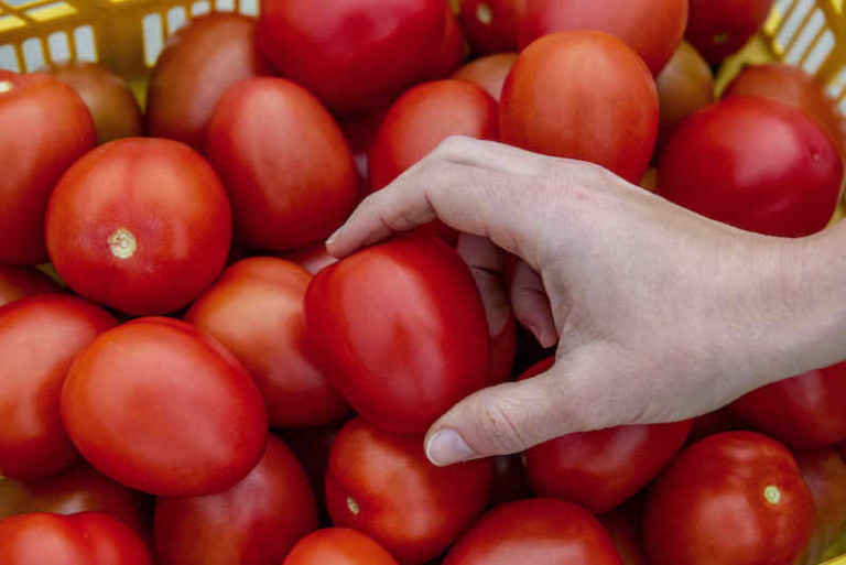 tomate Almería