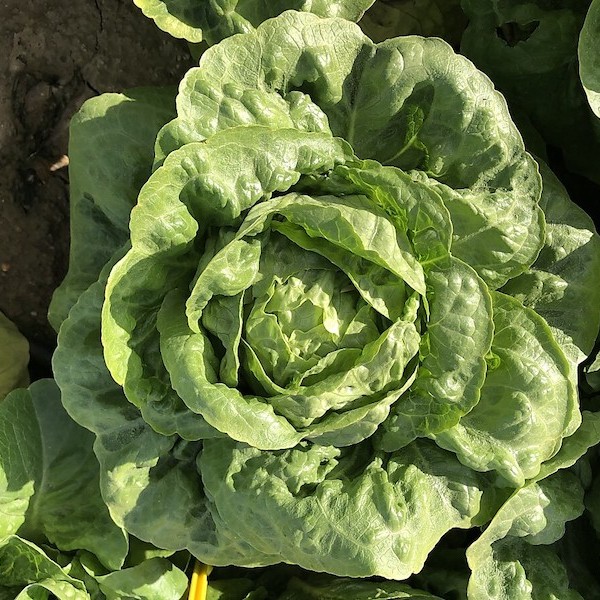 cambio climático sabor alimentos