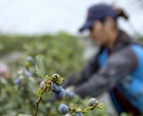 arándano hogares españoles