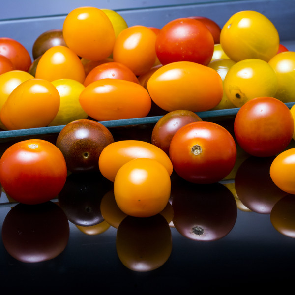 tomates cherry infectados