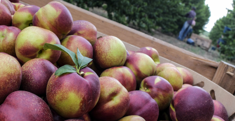 fruta de hueso Italia