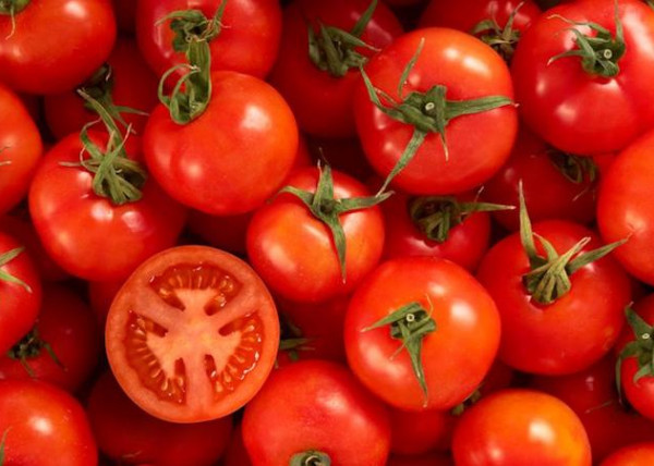 tomate Marruecos