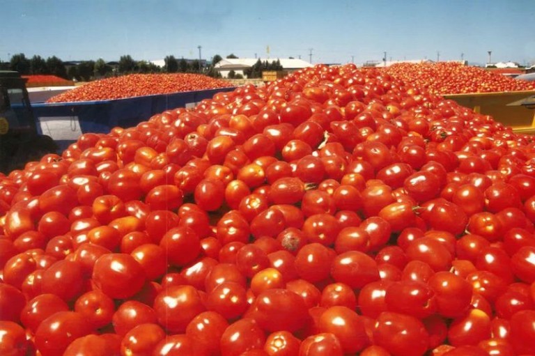 tomate extremeño