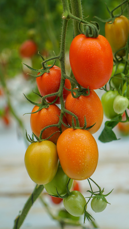 BASF tomate virus rugoso