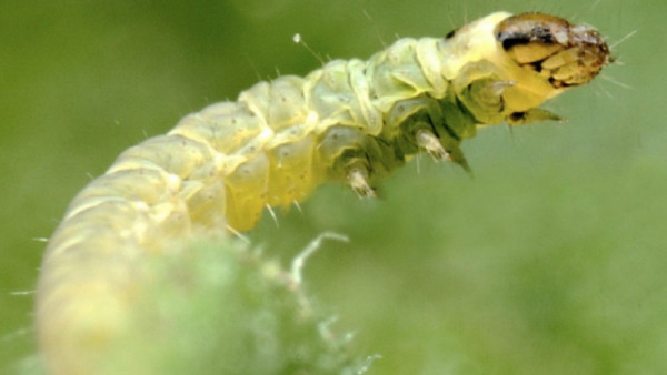 Tuta confusión sexual