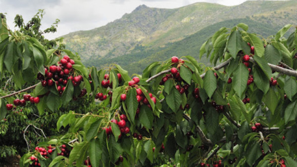 cereza Jerte