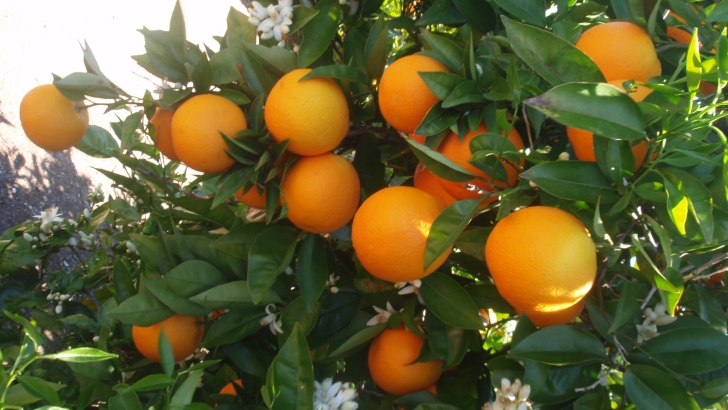 Egipto naranjas