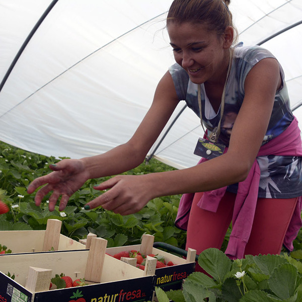 temporeros frutos rojos