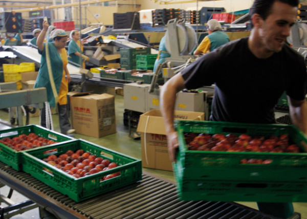 exportaciones frutas hortalizas