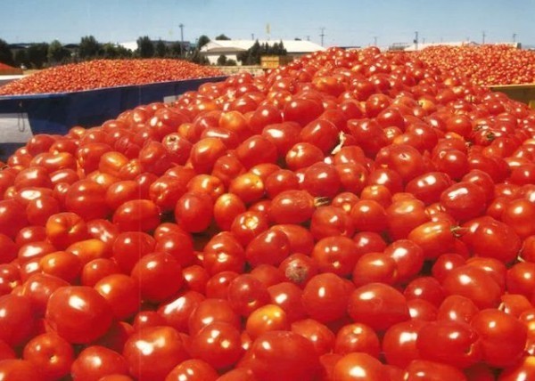 IA tomate industrial Tomatia