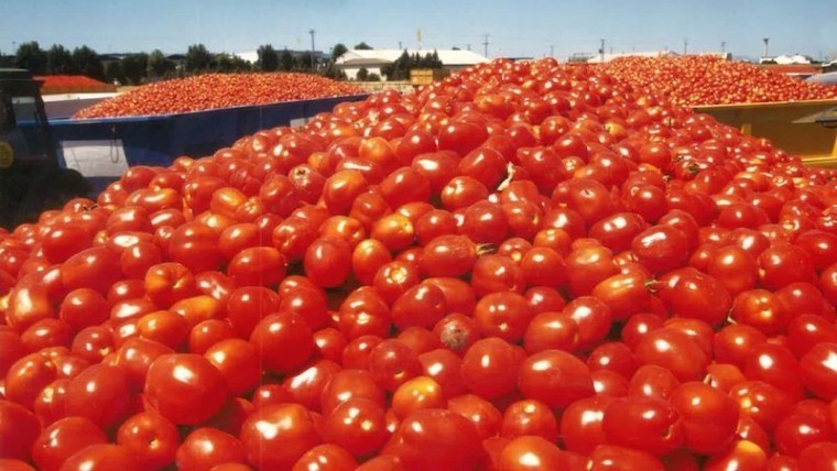IA tomate industrial Tomatia
