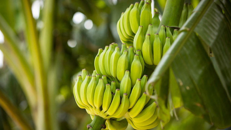 Ecuador banano