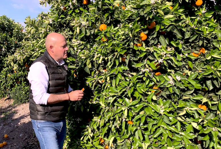 Agroseguro cítricos seguro daños