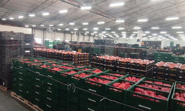 Agroponiente Subastas