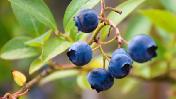 mano de obra arándanos