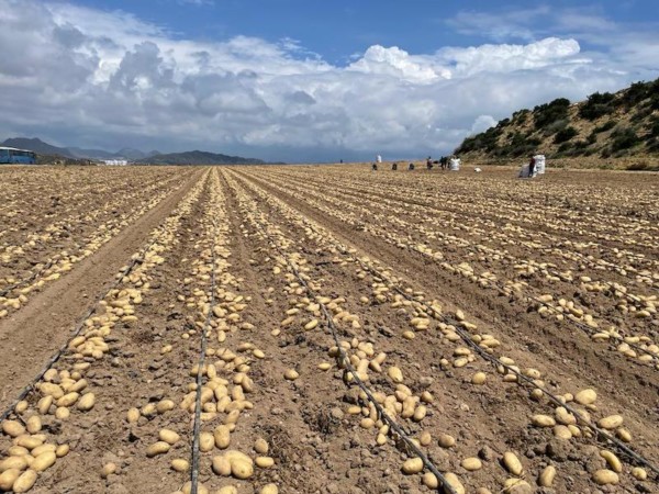 Meléndez patata nueva