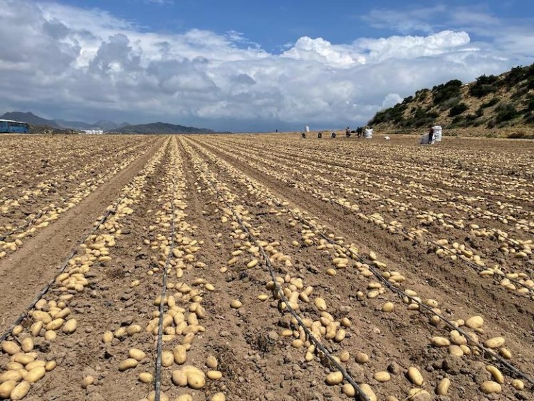 Meléndez patata nueva