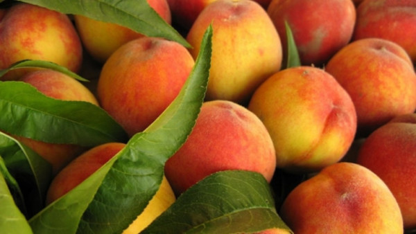 cambio climático fruta italiana