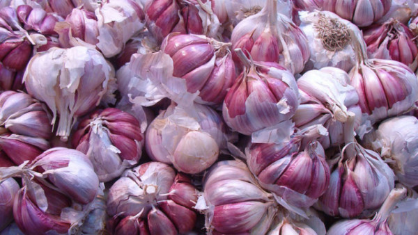 superficie ajo España