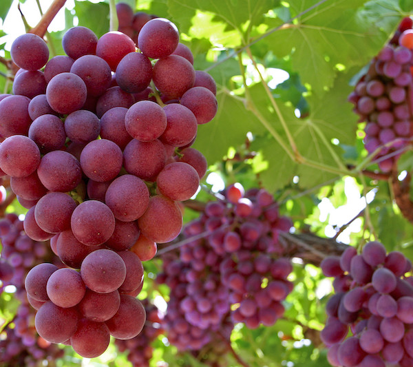 Murcia concentra el 90 % de la producción española de uva sin semilla
