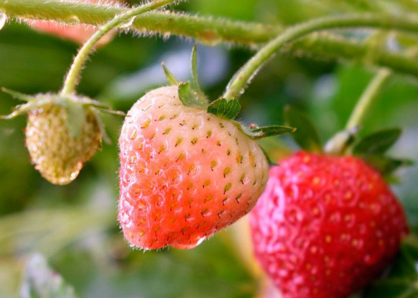 regantes Huelva agua