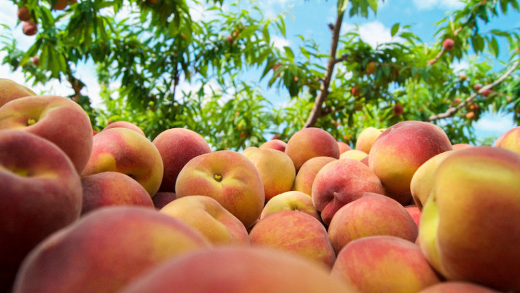 fruta de hueso Alemania