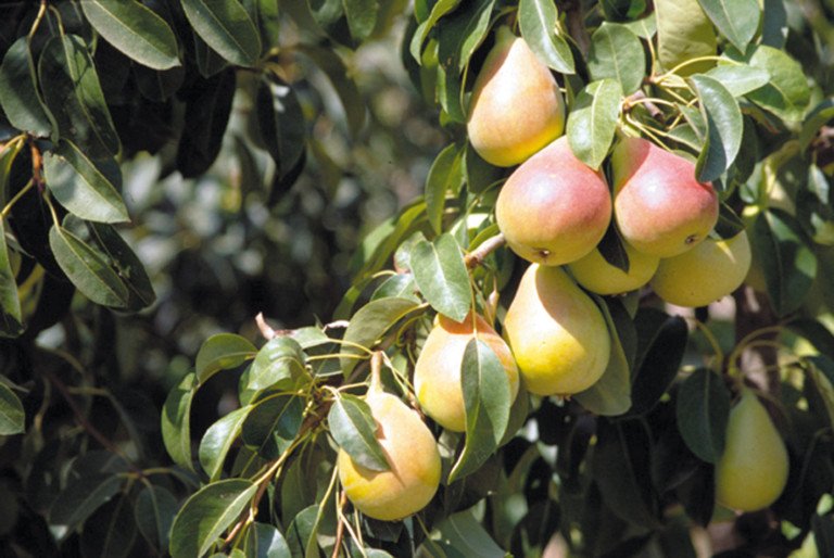 pera Bélgica bacteria