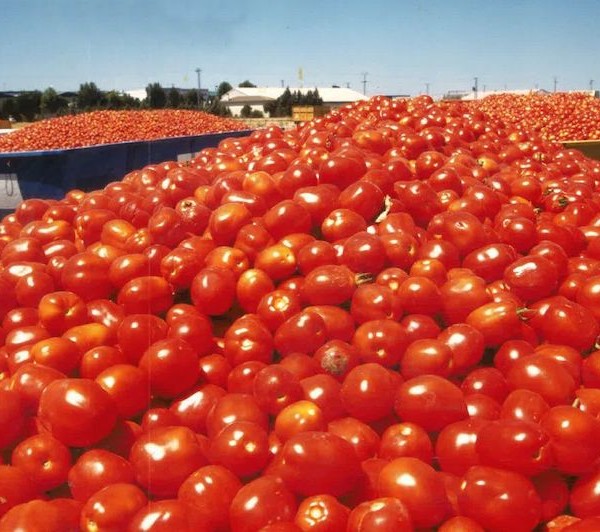 tomate, industria