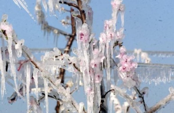 fruta de hueso Turquía